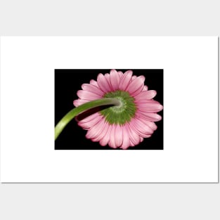 Pink Gerbera daisy Posters and Art